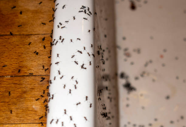 Best Exterminator Services  in Redmond, WA